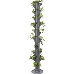 Gusta Garden jagoda - Sissi Strawberry Infinity - Antracit Cene