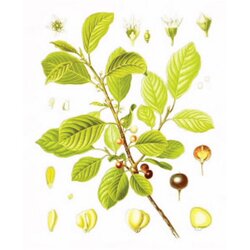 Rinfuz Krušina kora (Rhamnus frangula), 100g Cene