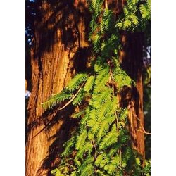 TROPICA Kitajska metasekvoja Cene