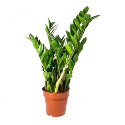 Rasadnik Topalović zamioculcas Zamiifolia Cene