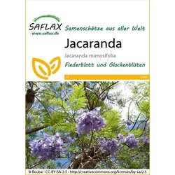 Saflax Mimozolistni palisandrovec Cene