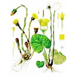Rinfuz Podbel (Tussilago farfara), 100g Cene