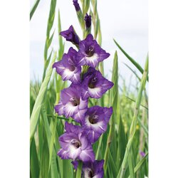 Royal De Ree Gladiolus P Nori 6 /1 Cene