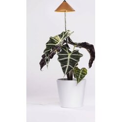 Venso LED svjetlo za biljaka SUNLiTE 24 V LED fiksno ugrađena 7 W neutralna bijela 1 St. Cene