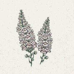 Jora Dahl Antirrhinum majus "Costa Silver" - odolin Cene