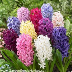 Royal De Ree hyacinthus mix 3/1 Cene