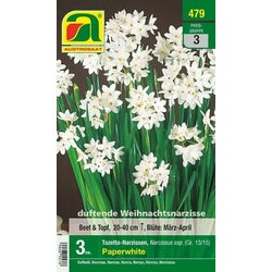 AUSTROSAAT Narcise Tazetta “Paperwhite” Cene