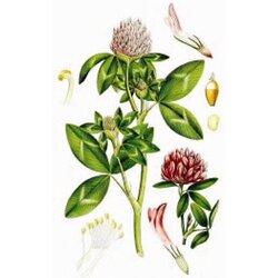 Rinfuz Crvena detelina (Trifolium pratense), 100g Cene