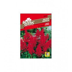 ROYAL SEEDS Sjeme kadulja crvena 208-02607 Cene