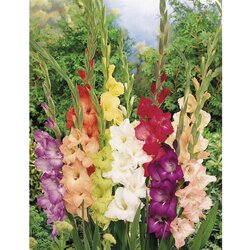 Royal De Ree Gladiolus P Largeflowering Mix 10/1 Cene