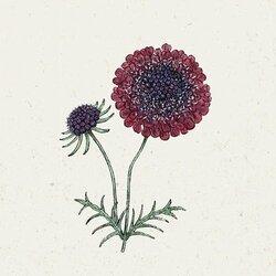 Jora Dahl Scabiosa atropurpurea "Black Knight" - grintavec Cene