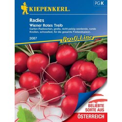  Redkvica "Wiener Rotes Treib" - 1 pkt. Cene