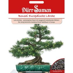 Dürr Samen Bonsai evropski macesen Cene