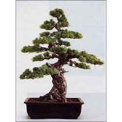 TROPICA Japonski beli bor Cene