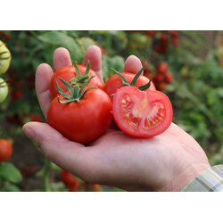 Culinaris Bio solatni paradižnik 811-X - 12 zrn. Cene