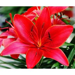 Royal De Ree Lukovica Ljiljan - Lilium Asiatic Red 2/1 Cene