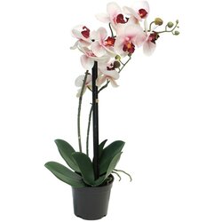  Cvet u saksiji ORCHID 50cm 51344-7 - Pink - NNT Cene