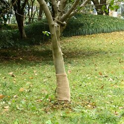 vidaXL Rola jute 0 25x10 m 100 % juta 200 g/m² Cijene