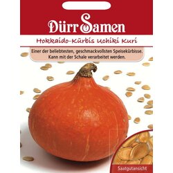 Dürr Samen Hokaido buča "Hokkaido - Uchiki Kuri" - 8 zrn. Cene