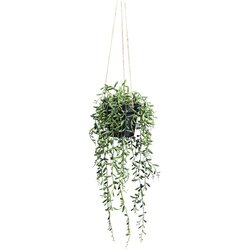 Modern Living Umetna Rastlina Senecio Herreianus Ii -Paz- Cene