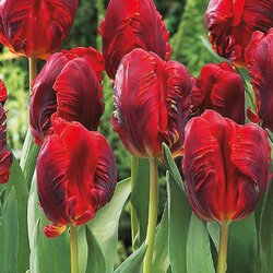 Royal De Ree tulipa rococo 8/1 Cene