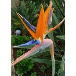 TROPICA Strelicija Cene