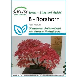 Saflax Bonsai - rdeči javor Cene