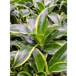 TGC dracaena Dorado 90-60-30 24/130 Cene