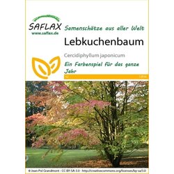 Saflax japonski cercidifil Cene