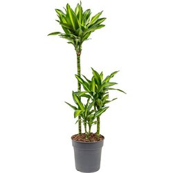 TGC dracaena Cintho 21/110 - 60-30-15 Cene