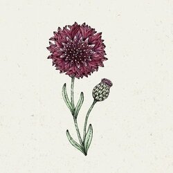 Jora Dahl Centaurea Cyanus "Black Ball" - modri glavinec Cene