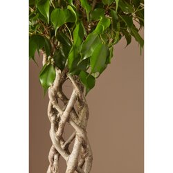 TGC ficus Benjamina Cilindar 30/140 TGC Cene