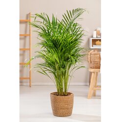 GROW by OBI Palma areka "Arrow" 110-120 cm Ø lončka pribl. 24 cm Cene