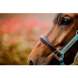 Horseware Ireland Oglavka Signature Competition "Brown, Blue & Haze" - Cob Cene