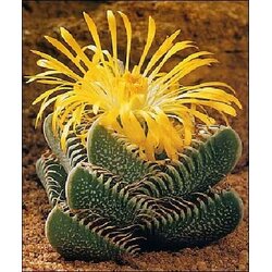 TROPICA Prave tigrove čeljusti Cene