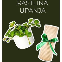 Dzungla plants rastlina upanja (peperomia hope) Cene
