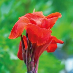 Royal De Ree Canna P The President 1/1 Cene