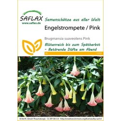 Saflax Kristavec / roza Cene