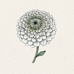 Jora Dahl Cinija "Benary's Giant White" Cene
