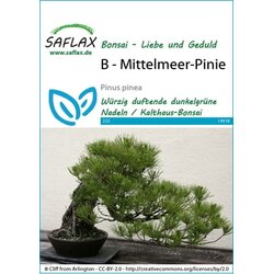 Saflax Bonsai - sredozemska pinija Cene