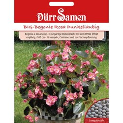 Dürr Samen velika begonija temni listi Cene