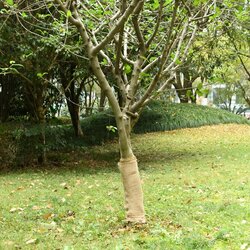 vidaXL Rola jute 0 5x50 m 100 % juta 200 g/m² Cijene