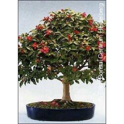 TROPICA Camelie Cene