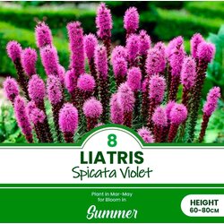 Royal De Ree Lukovica Kraljevski klas, liatris - Liatris Spicata Violet 8/1 Cene