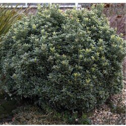 Rasadnik Topalović euonymus micro. Albovariegatus - c2 l - 20/40 cm Cene