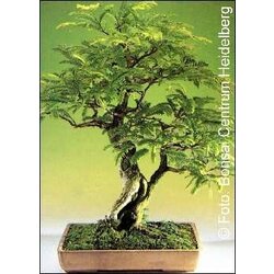 TROPICA Tamarind Cene