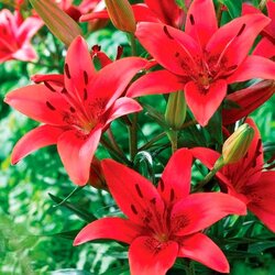 Royal De Ree Lukovica Ljiljan - Lilium Asiatic Red 2/1 Cene
