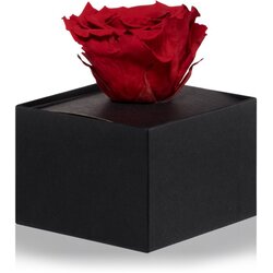RoseAmor Red stabilizirana vrtnica v škatlici 1 kos Cene