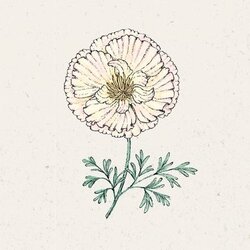 Jora Dahl Eschscholzia californica "Thai Silk Pink Champagne" - zlati mak Cene