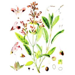 Rinfuz Žalfija (Salvia officinalis), 100g Cene
